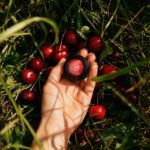 Cherry Kisses • roślinny balsam do ust z kwiatami koniczyny